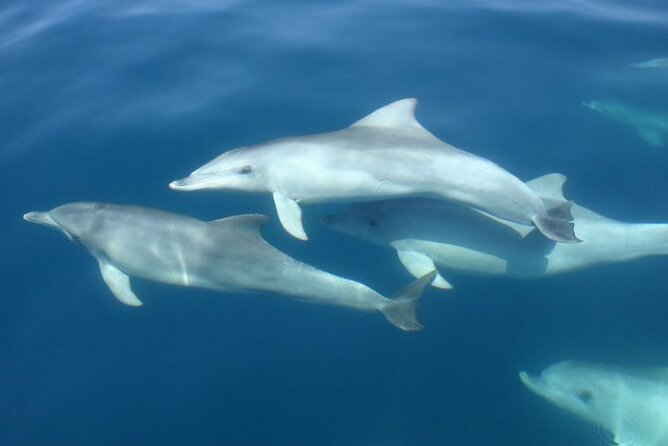 3 Hours Sunset and Dolphin Tour From Medulin With Sandra Boat - Itinerary and Activities