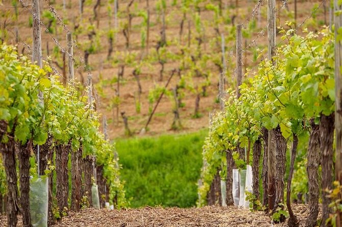Alsace Wine Route Small Group Half-Day Tour With Tasting From Strasbourg - Tour Overview