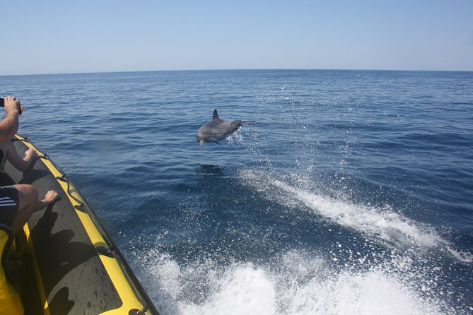 Caves and Dolphin Watching Cruise From Albufeira - Overview of the Cruise