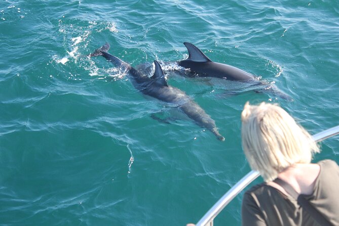 Dolphin Watching in Gibraltar With the Blue Boat Dolphin Safari - Wild Dolphins Splash and Play