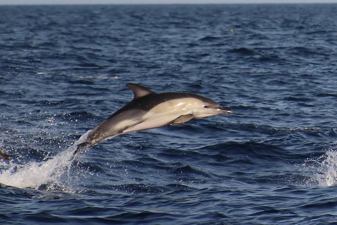 Dolphin-Watching in Marina De Lagos - Wildlife Sightings and Behavior