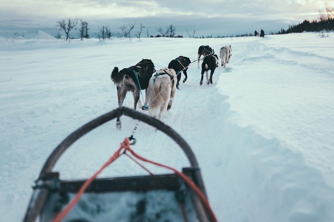 Husky Sledding Self-Drive Adventure in Tromso - Tour Overview