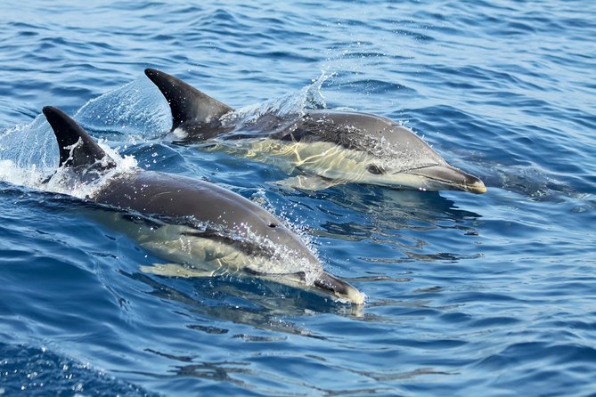 Lisbon Dolphin Watching With a Marine Biologist in a Small Group