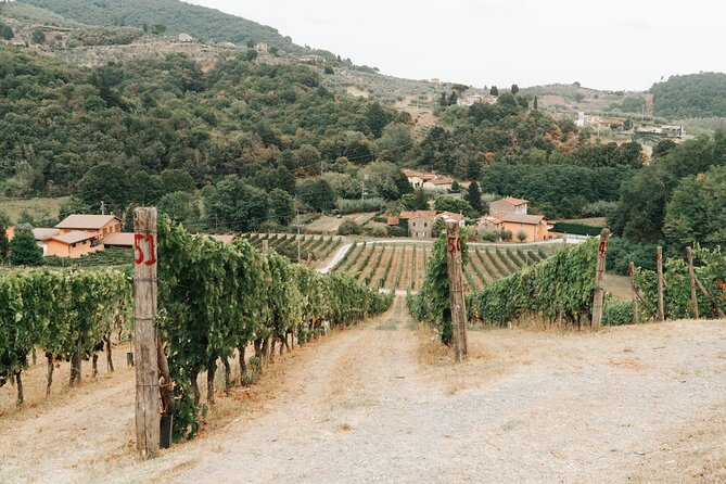 Lucca: Wine Tasting Experience - Tenuta Adamo Winery - Overview