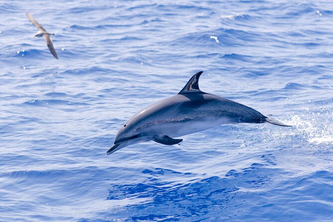 Madeira Dolphin & Whale Watching Tour