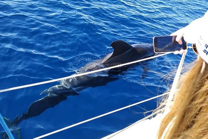 Whale and Dolphin Small Group Sailing From Tenerife South