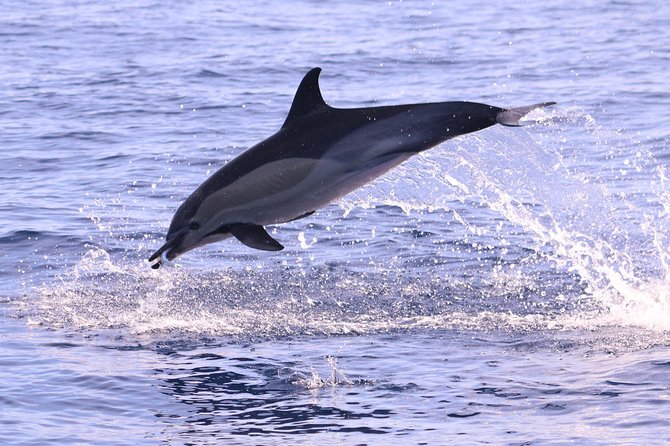 Whale and Dolphin Watching in Calheta, Madeira Island