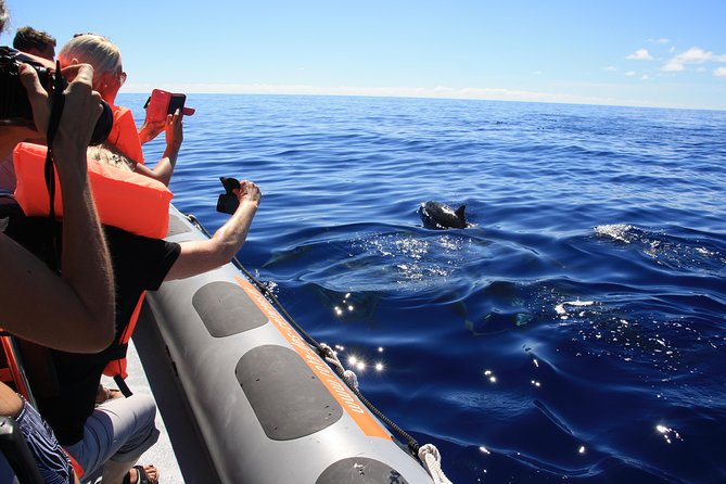 Whale and Dolphin Watching Tour From Funchal