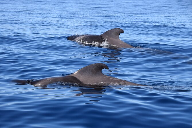 Bonadea II Ecological Whale Watching, 2 Hours - Tour Details