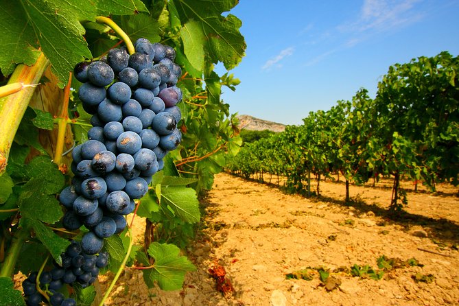 Châteauneuf Du Pape Wine Day Tasting Tour Including Lunch From Avignon - Tour Details