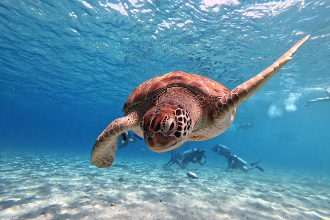 Curacao: Swimming With Sea Turtles and Grote Knip Beach Tour - Private Transportation Provided