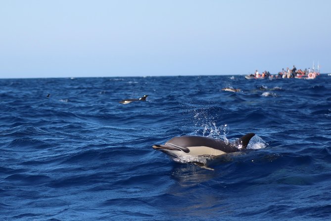 Dolphin-Watching in Marina De Lagos - Experienced Skippers and Tour Guides