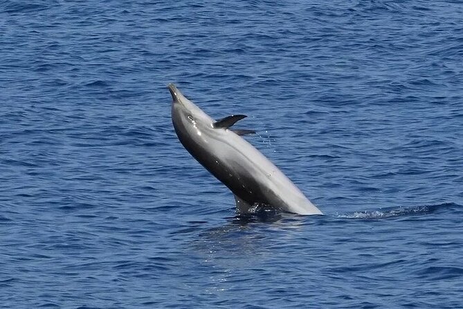 Dolphin Watching Tour With Snorkeling From Olbia - Whats Included