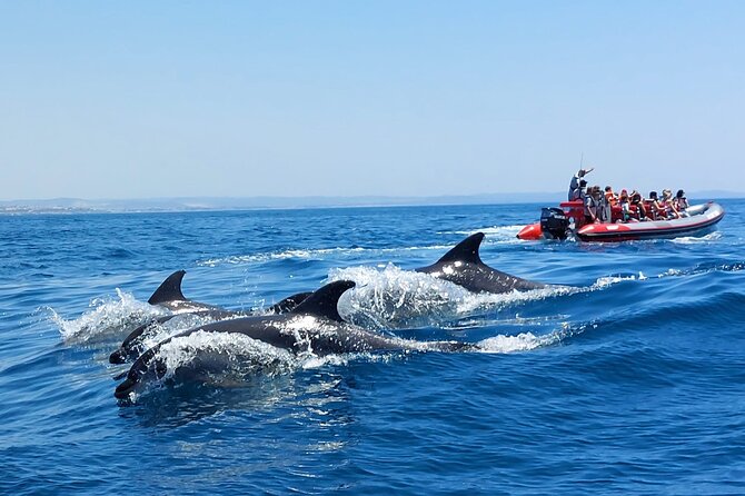 Dolphins and Benagil Caves From Albufeira - Spotting Dolphins Along the Coast