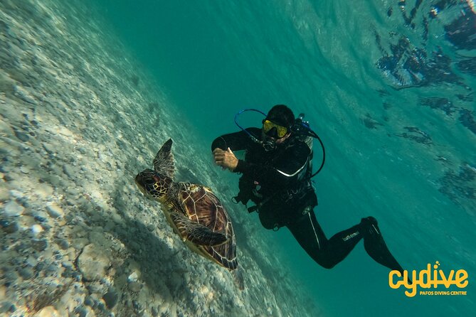 Half-Day Scuba Diving Tour - Discover Scuba Diving! - Inclusions and Highlights