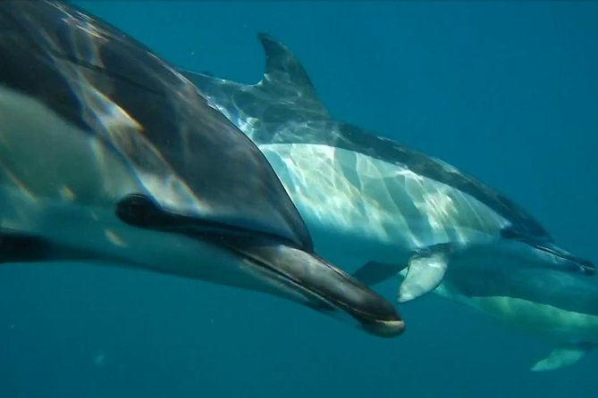 Lisbon Dolphin Watching With a Marine Biologist in a Small Group - Marine Biologist Expertise and Commentary