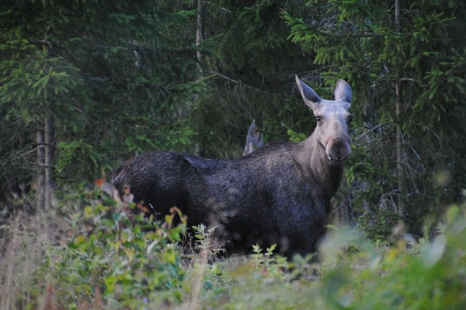 Moose Safari in the Wild Tiveden, Sweden - Inclusions and Highlights