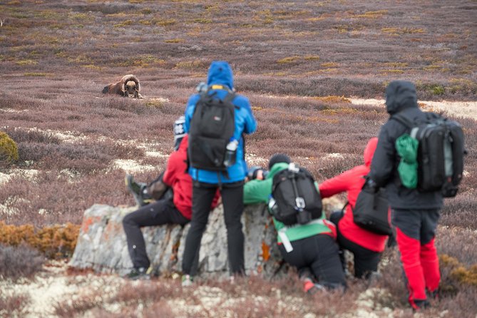 Musk Ox Safari in Dovrefjell National Park From Oppdal - Meeting Details