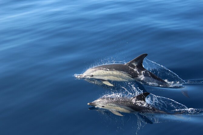 No Chase Whale & Dolphin Tour Putting Marine Life First - We Care - Boat Tour Details
