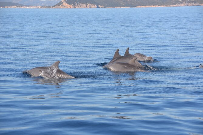 Observation of Dolphins and Snorkeling in a Rubber Boat in Olbia - Scenic Coastal Locations in Northeastern Sardinia