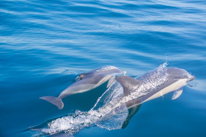 Portimão: Embark on Nature • Benagil and Dolphins • Biologist on Board - Accessibility and Transportation