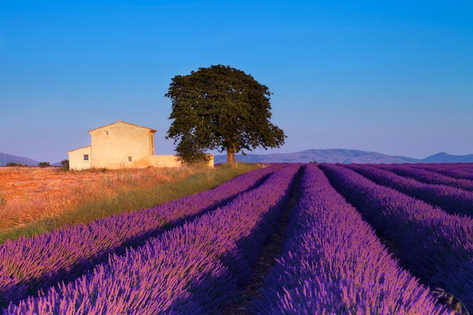 Provence Lavender Fields Tour From Aix-En-Provence - Meeting and Pickup
