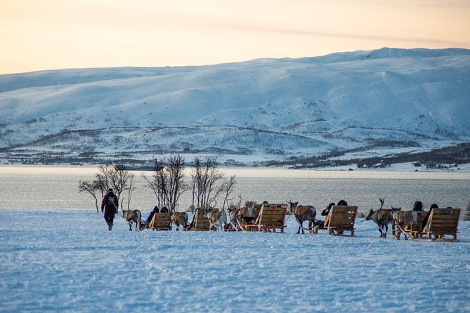 Reindeer Sledding Experience and Sami Culture Tour From Tromso - Reindeer Sledding Experience