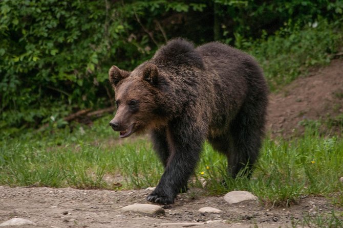 Small-Group Brown Bear-Watching Experience From Brasov - Exclusions