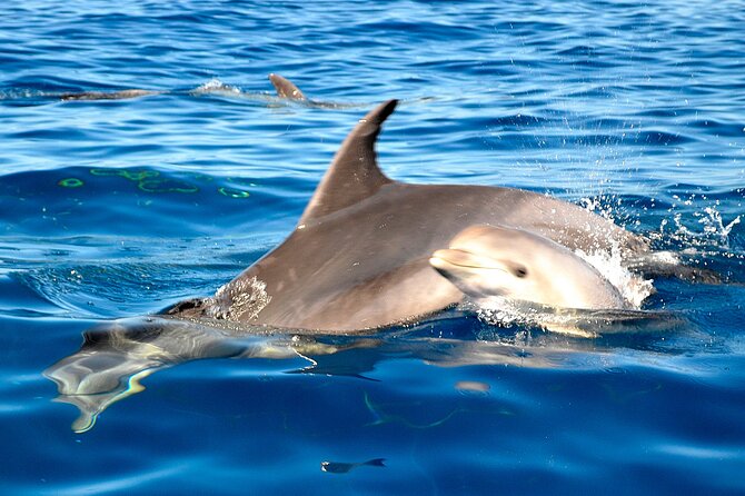 Tenerife 3-Hour Discover Whales and Dolphins - Snorkeling Equipment Provided