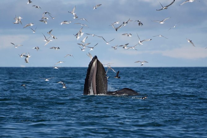 The Original Classic Whale Watching From Reykjavik - Meeting and Pickup