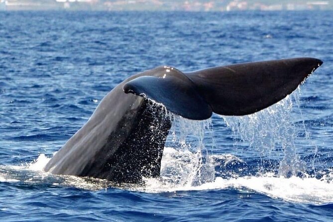 Whale and Dolphin Watching Tour From Funchal - Marine Life Sightings