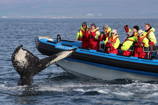 Whale Safari and Puffins RIB Boat Tour From Húsavík - RIB Speedboat Experience