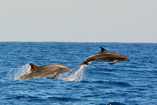 Whale Watching Eco-Adventure From Costa Adeje - Included Features