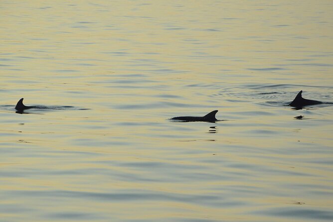 3-Hour Sunset Dolphin Spotting and Dinner in Medulin Archipelago - Key Points