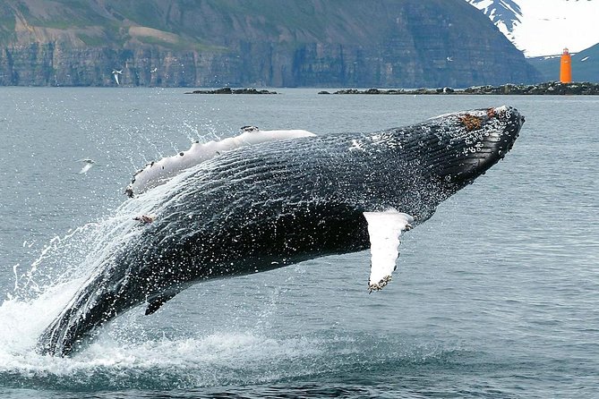 100% Whale Watching - What to Expect