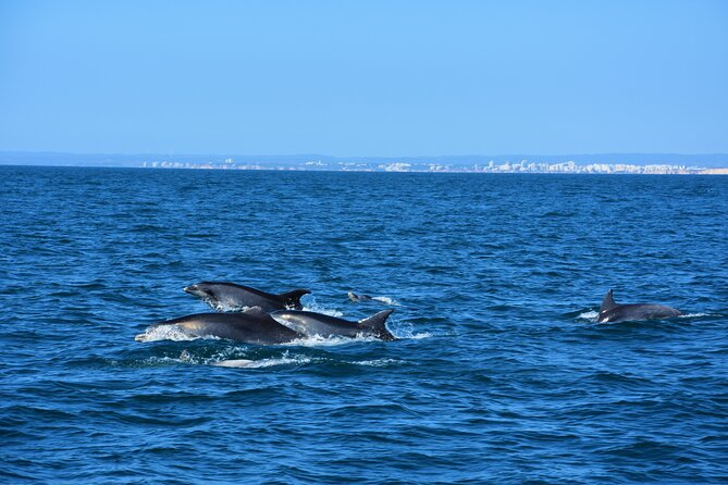 Benagil Caves Visit With Dolphins Watching From Albufeira - Meeting and Pickup Details