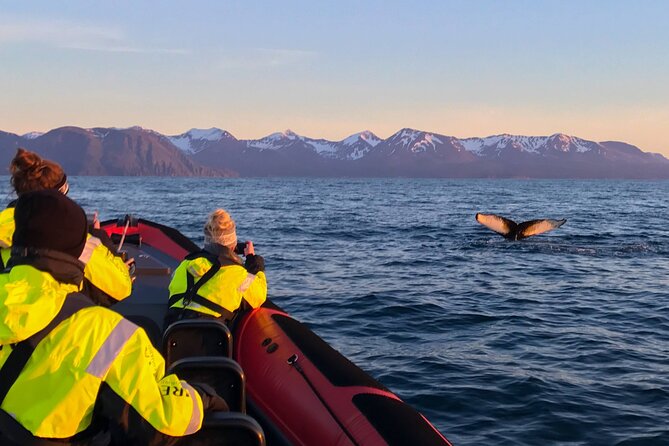 Big Whales & Puffins RIB Boat Tour From Húsavík - Guide and Boat Driver