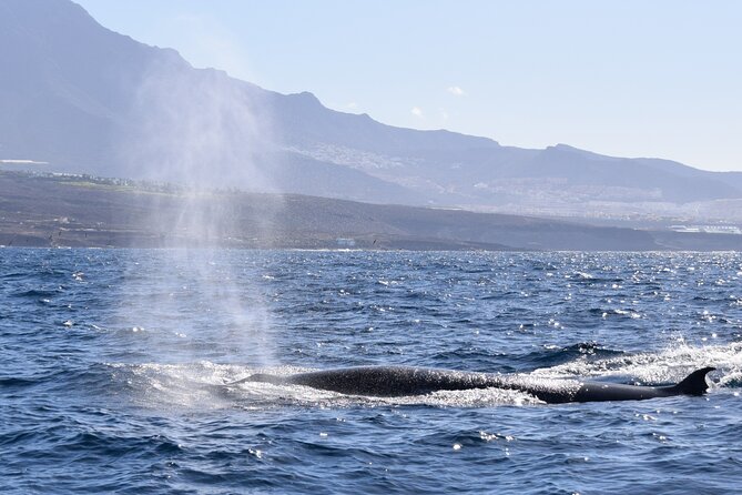 Bonadea II Ecological Whale Watching, 2 Hours - Policies