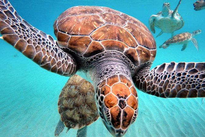 Curacao: Swimming With Sea Turtles and Grote Knip Beach Tour - Included Refreshments and Equipment