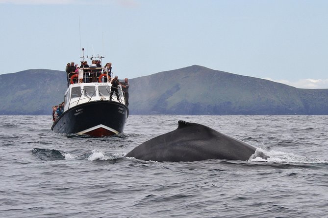 Dolphin and Whale Watching Tour From Dingle - Meeting Point and Pickup