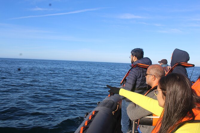 Dolphin Watching + 2 Islands Tour - From Faro - Visiting Farol Island