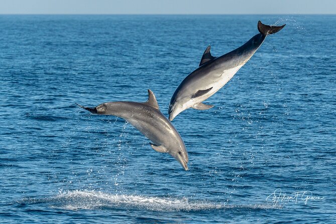 Dolphin Watching Excursion in Gibraltar - Accessibility