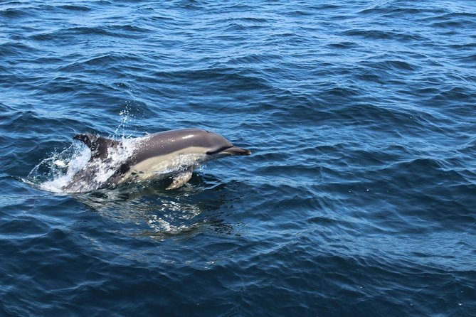 Dolphin Watching From Lagos - Traveler Recommendations