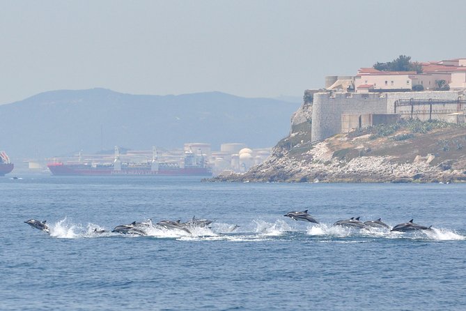 Dolphin Watching in Gibraltar & Fast Track Priority Cable Car - Documentation Requirements