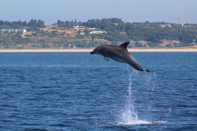 Dolphin-Watching in Marina De Lagos - Departure Locations and Meeting Point