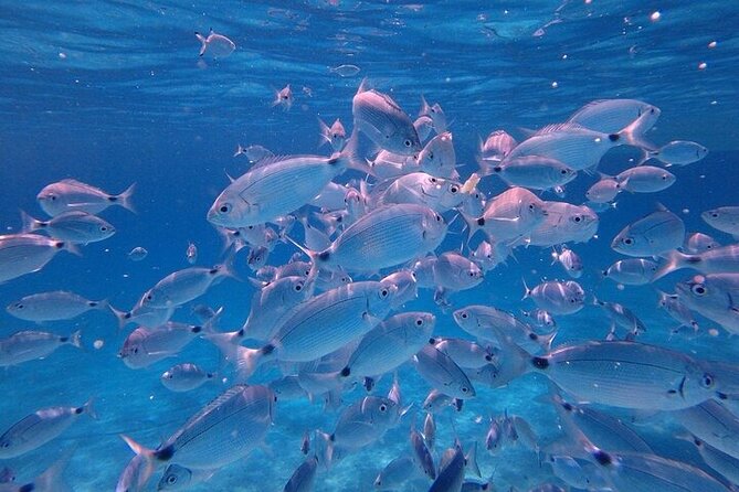 Dolphin Watching Tour With Snorkeling From Olbia - Meeting Point and Pickup