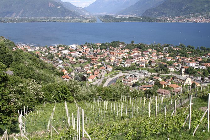 Domaso: Wine Tasting at the Winery on Lake Como - Exploring the Winery and Cellars
