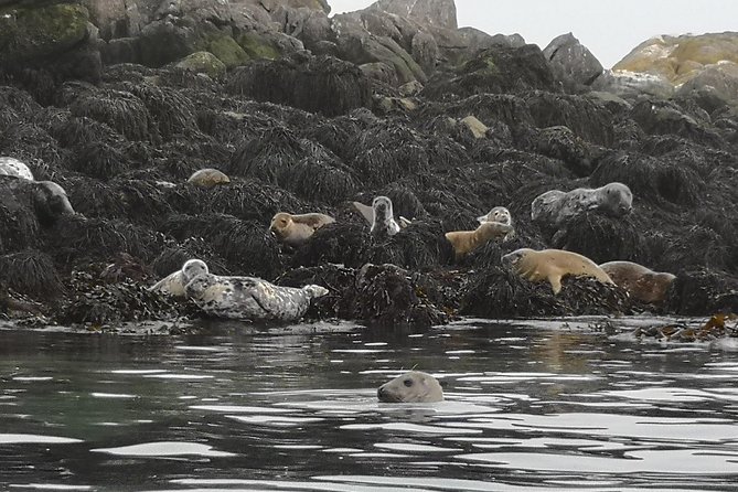 Dublin Bay Seal Kayaking Safari at Dalkey - Wildlife Sightings