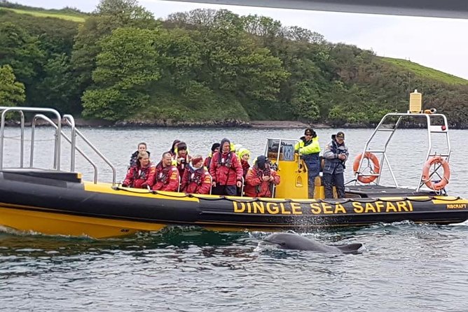 Exhilarating Rib Experience - Dingle Sea Safari - Practical Information for Travelers