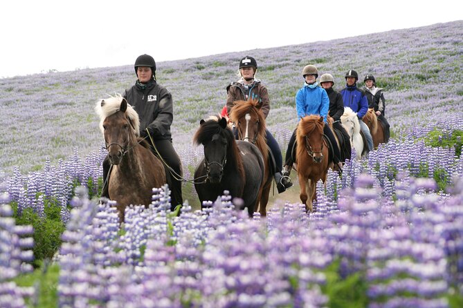 Icelandic Horseback Riding Tour From Reykjavik - Meeting and Pickup